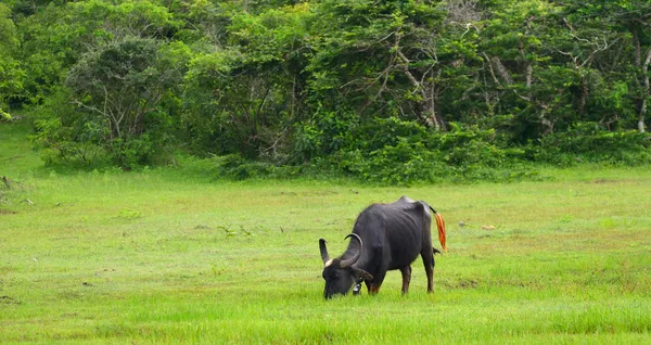 Vahşi buffalo — Stok fotoğraf