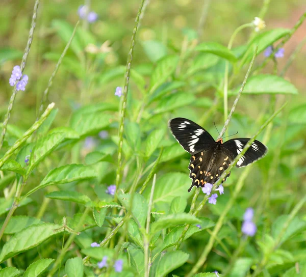Pachliopta hector vlinder — Stockfoto