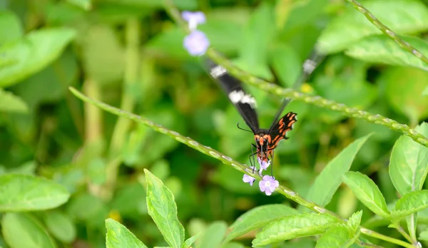 Pachliopta hector papillon — Photo