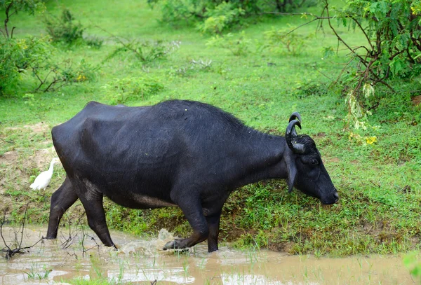 Wild buffalo — Stockfoto