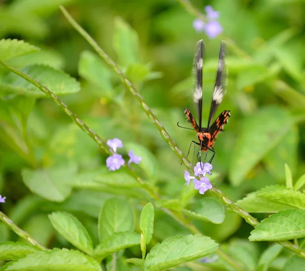 Pachliopta hector butterfly — Stock Photo, Image