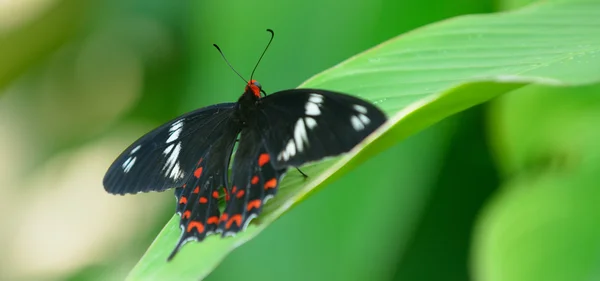 Pachliopta 赫克托蝴蝶 — 图库照片