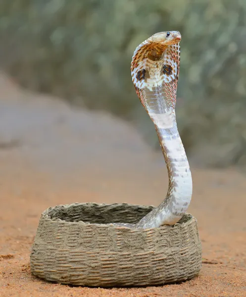 眼镜蛇 — 图库照片