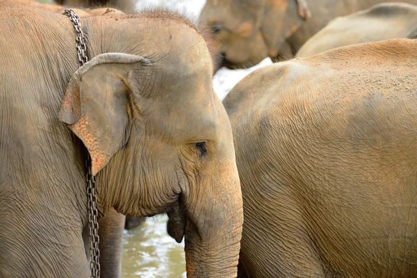 Elephant photo closeup — Zdjęcie stockowe