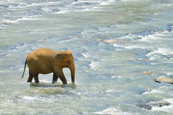 Elephants — Stock Photo, Image