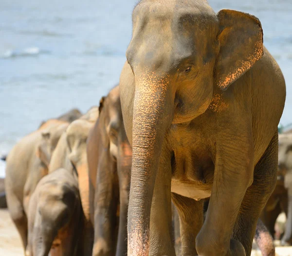 A flock of Indian elephants — Stock Photo, Image