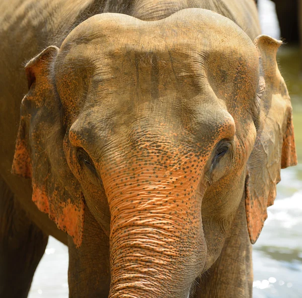 Elefant foto närbild — Stockfoto