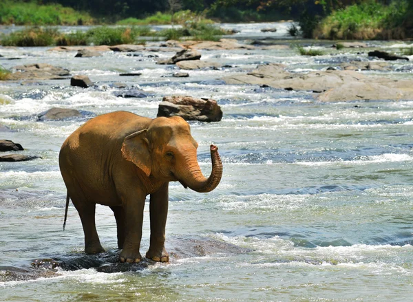 Elephants — Stock Photo, Image