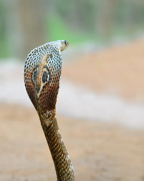 Kobra — Stockfoto