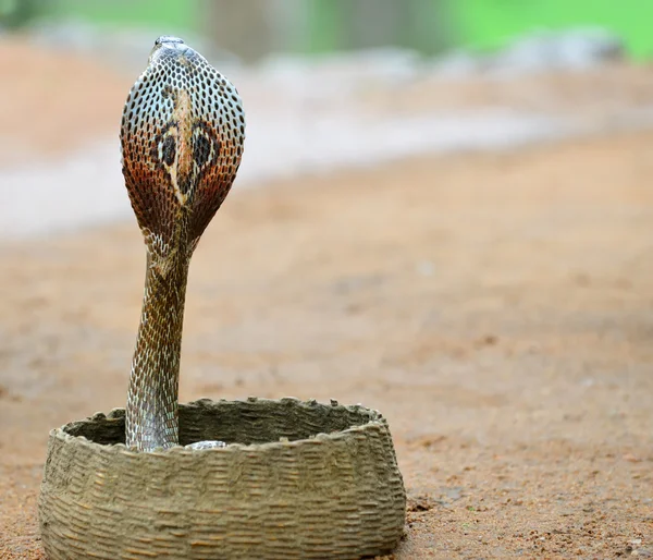 Kobra Ordförande — Stockfoto