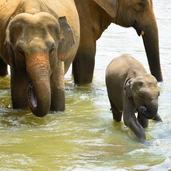 Elephants — Stock Photo, Image