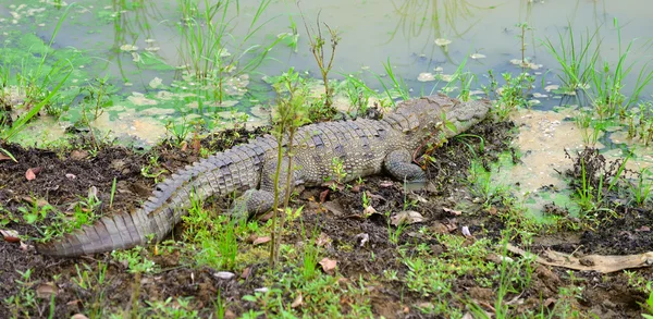 Crocodile in the river — Stock Photo, Image