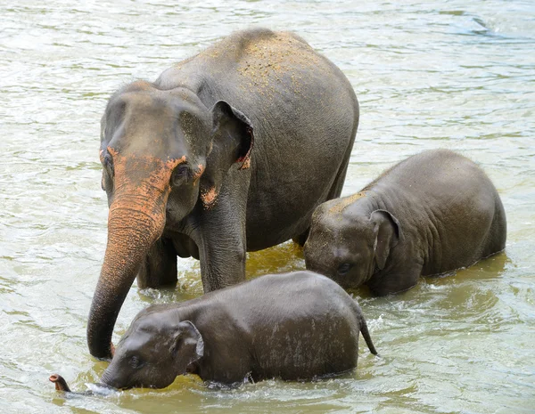 Elephants — Stock Photo, Image