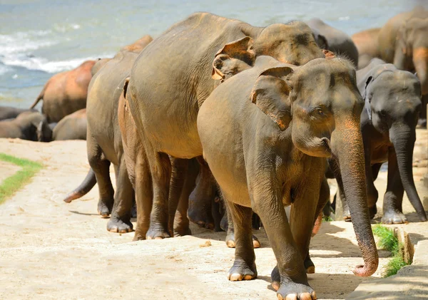 A flock of Indian elephants — Stock Photo, Image