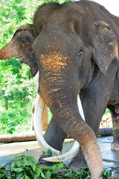 오래 된 장 님 코끼리 — 스톡 사진