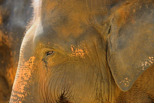 Elephant photo closeup — Stock Photo, Image