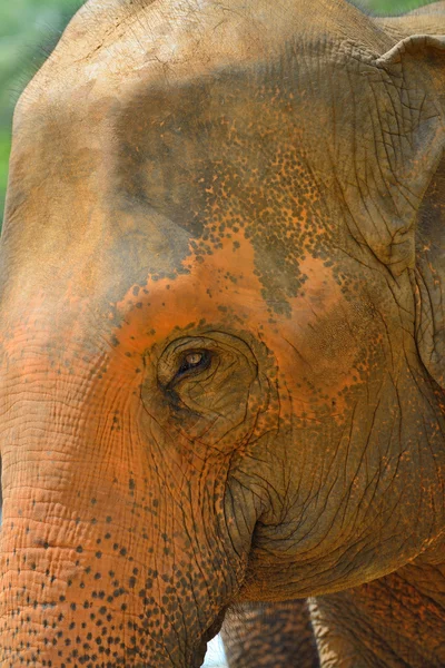 Elephant photo closeup — Stock Photo, Image