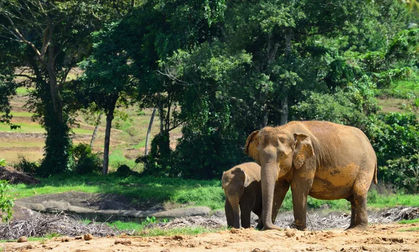 Слоны в дикой природе — стоковое фото