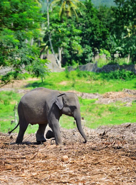 Les éléphants dans la nature — Photo