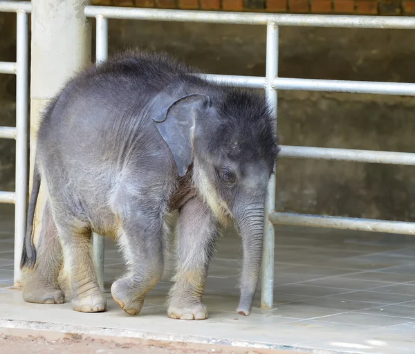 Baby olifanten — Stockfoto