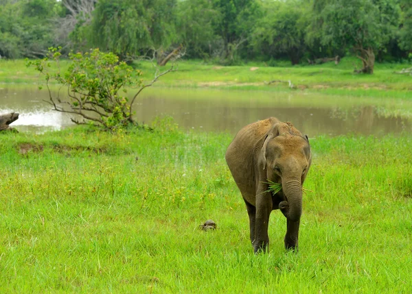 Elefante en el medio silvestre — Stockfoto