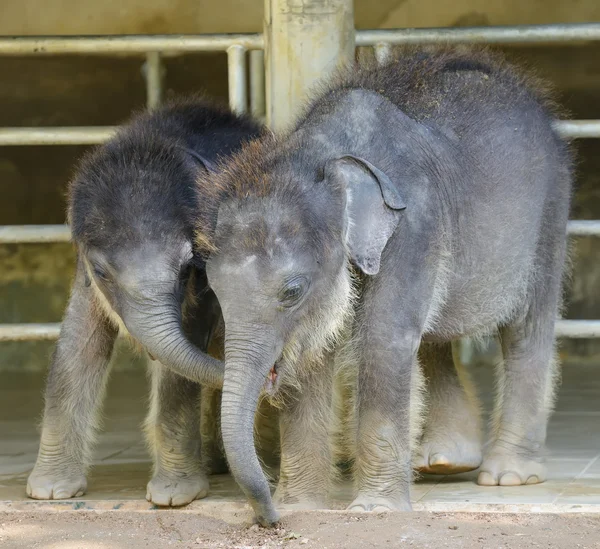 Elefantes bebés — Fotografia de Stock
