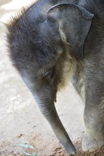 Bébé éléphants — Photo