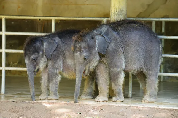 Bébé éléphants — Photo