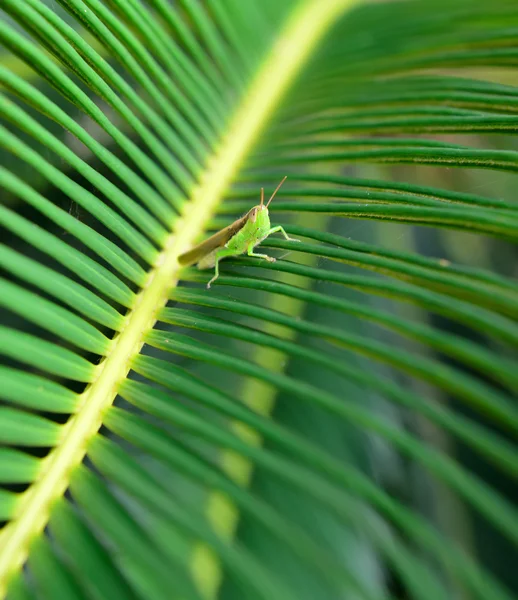 Sauterelle sur une feuille — Photo