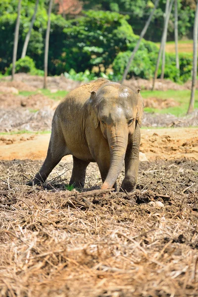 Les éléphants dans la nature — Photo