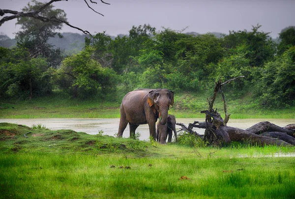 Elefante en la naturaleza —  Fotos de Stock