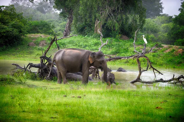Elephant in the wild — Stock Photo, Image
