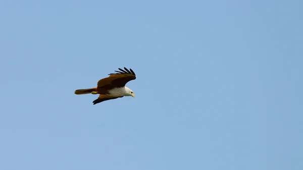 Águia voadora — Fotografia de Stock