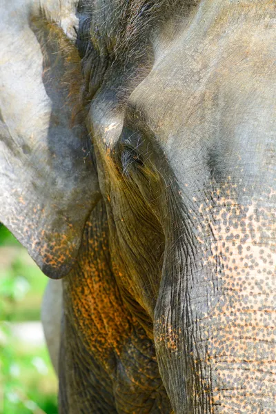 Elefante foto closeup — Fotografia de Stock