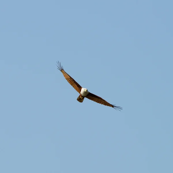 비행 독수리 — 스톡 사진