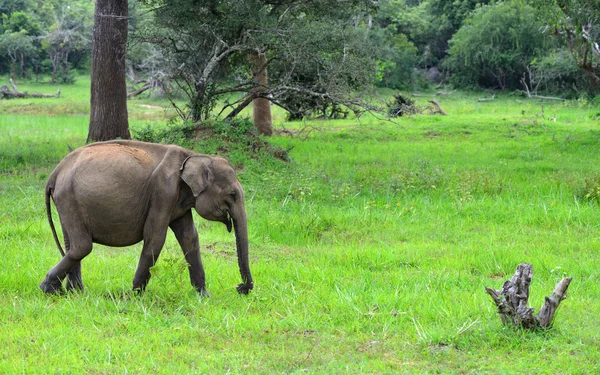 Elephant in the wild — Stock Photo, Image