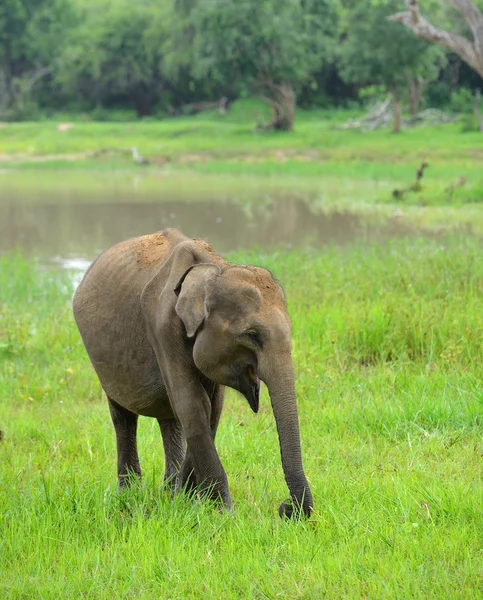 야생 코끼리 — 스톡 사진