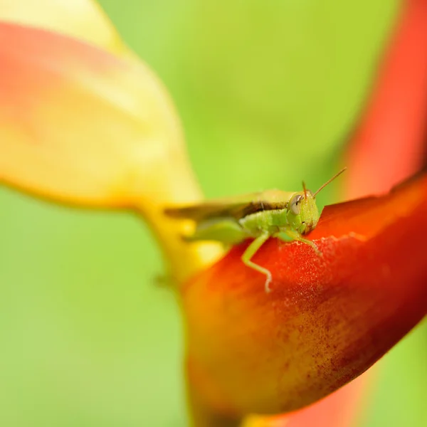 Saltamontes en una flor —  Fotos de Stock