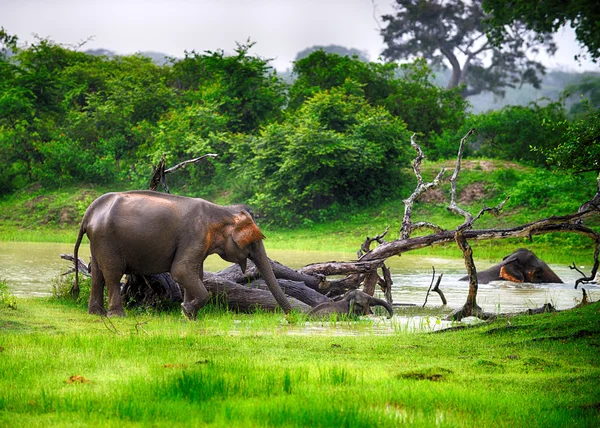 Elefante en el medio silvestre — Stockfoto