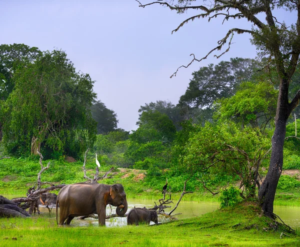 Elephant in the wild — Stock Photo, Image