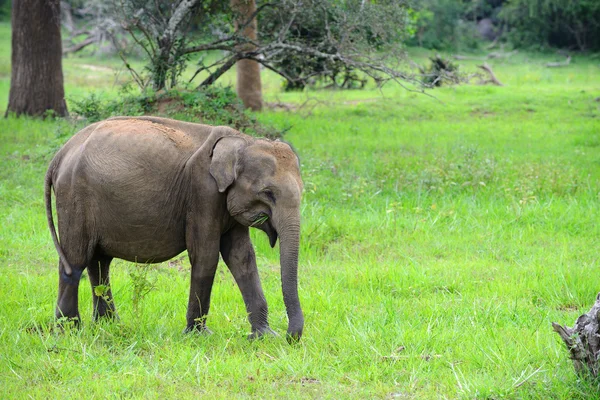 Elefant i naturen — Stockfoto