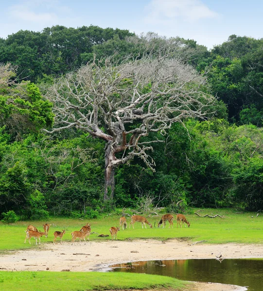 Troupeau de cerfs — Photo