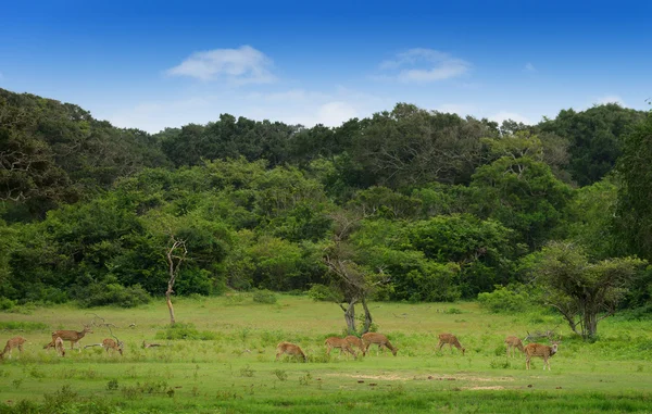 Rebaño de ciervos — Foto de Stock