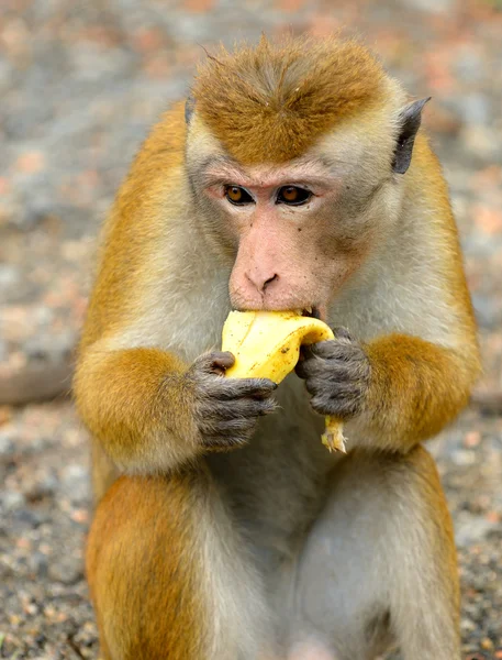 Macaco come uma banana na natureza viva — Fotografia de Stock