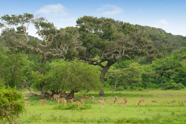 Kudde herten — Stockfoto