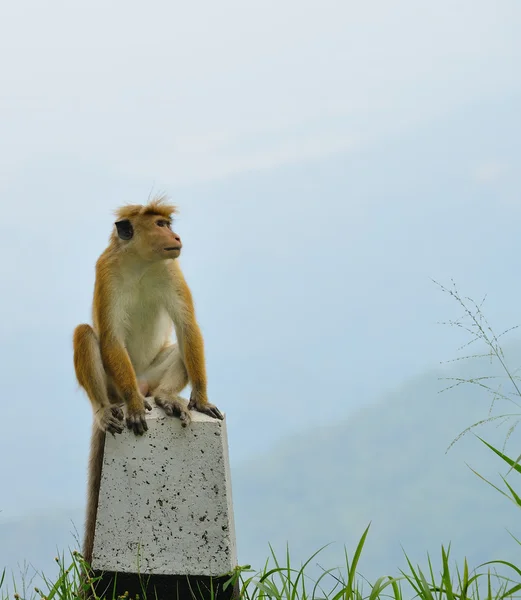 Scimmie nella natura vivente — Foto Stock