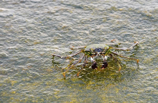 Crabe des océans — Photo