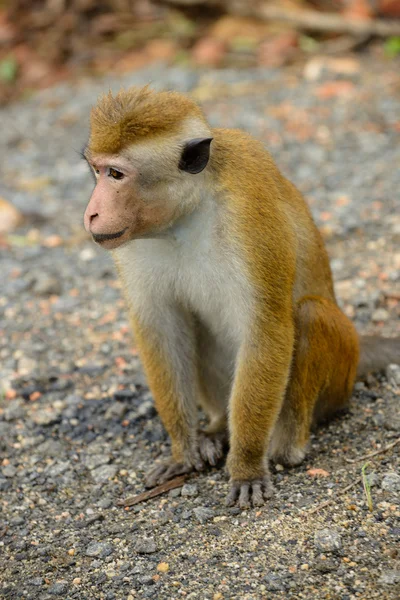 Monkeys in the living nature — Stock Photo, Image