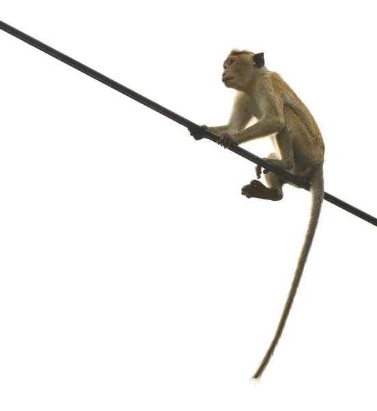 Macaco isolado . — Fotografia de Stock