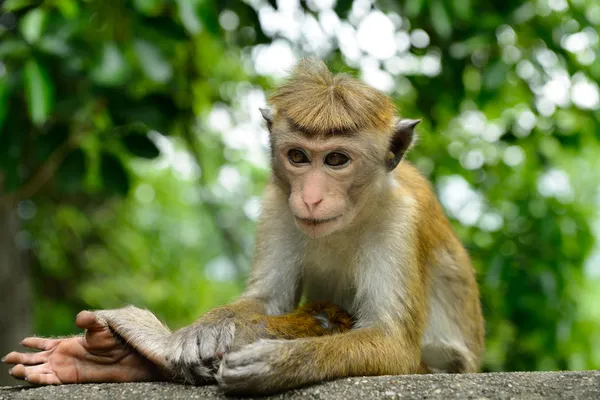 Macacos na natureza viva — Fotografia de Stock